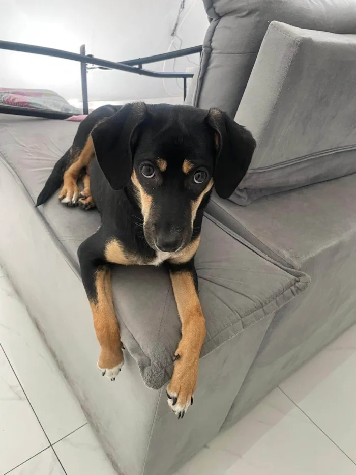 Cachorro ra a SRD-ViraLata idade 7 a 11 meses nome Fiona