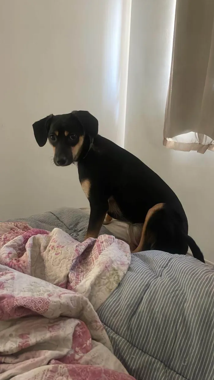 Cachorro ra a SRD-ViraLata idade 7 a 11 meses nome Fiona