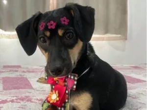 Cachorro raça SRD-ViraLata idade 7 a 11 meses nome Fiona