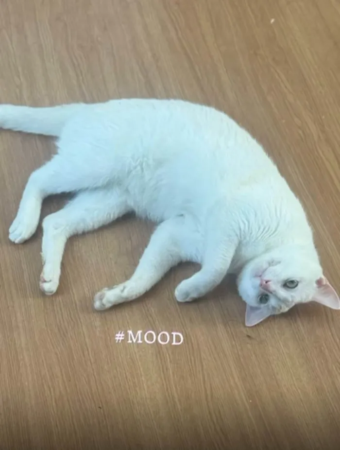 Gato ra a SRD-ViraLata idade 1 ano nome Ferrugem