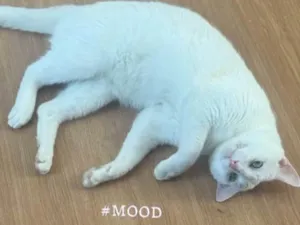 Gato raça SRD-ViraLata idade 1 ano nome Ferrugem