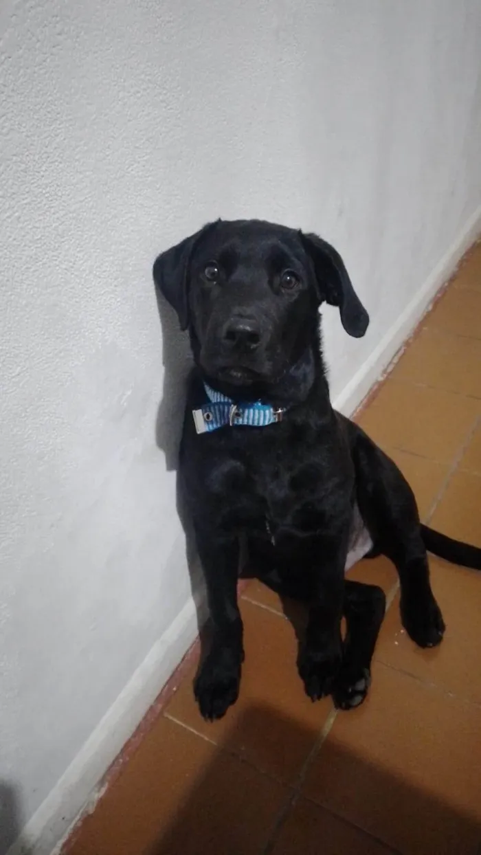 Cachorro ra a Labrador idade 2 a 6 meses nome Arhes