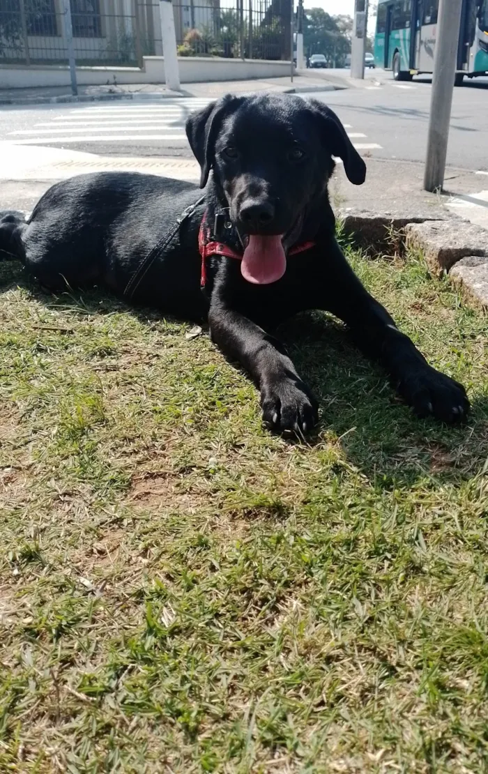 Cachorro ra a Labrador idade 2 a 6 meses nome Arhes