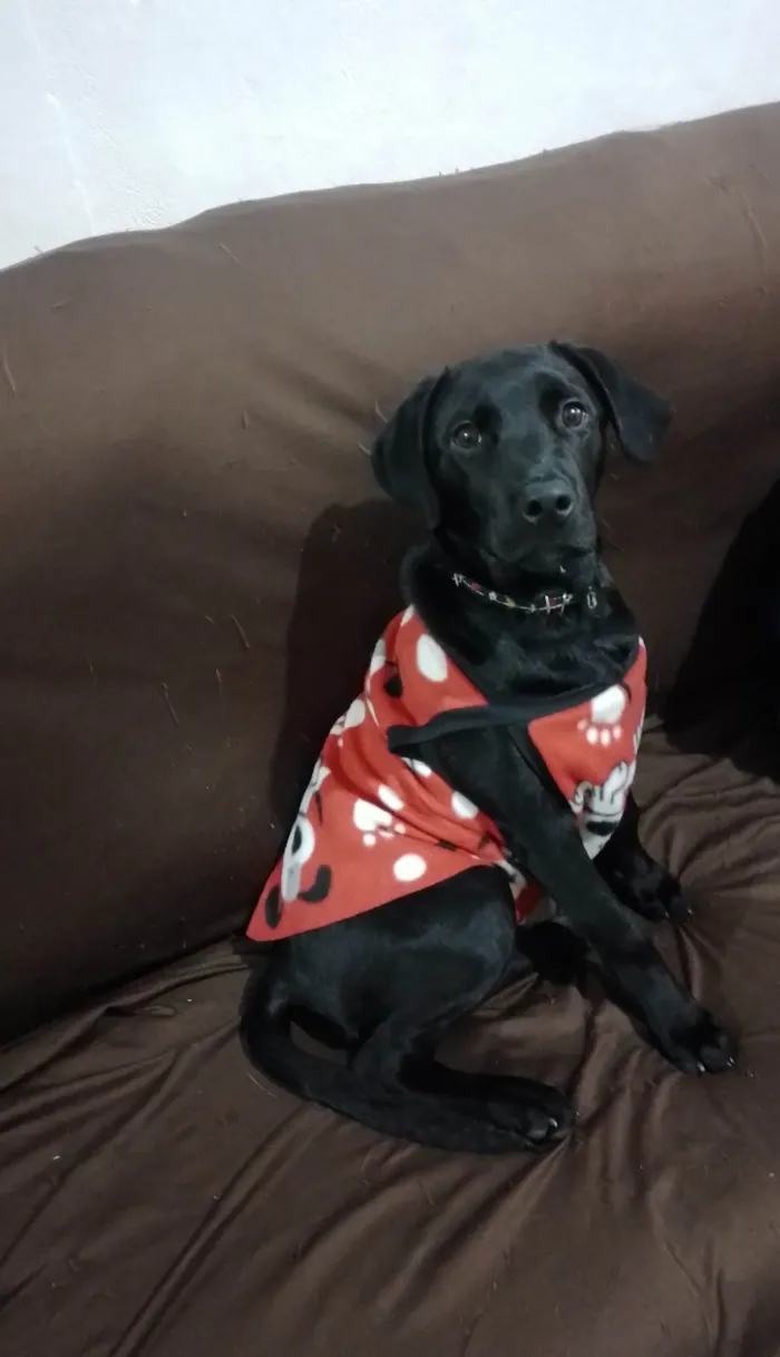 Cachorro ra a Labrador idade 2 a 6 meses nome Arhes