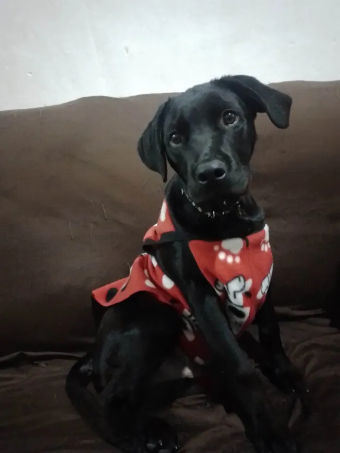 Cachorro ra a Labrador idade 2 a 6 meses nome Arhes
