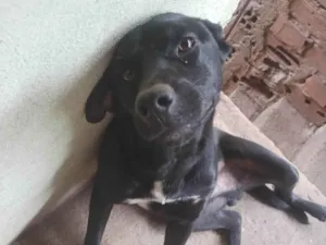 Cachorro raça SRD-ViraLata idade 2 a 6 meses nome Bob