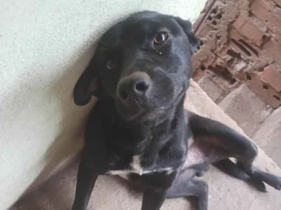 Cachorro raça SRD-ViraLata idade 2 a 6 meses nome Bob