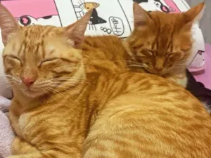 Gato raça SRD-ViraLata idade 1 ano nome Romeu