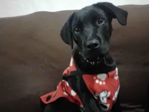 Cachorro raça Labrador idade 2 a 6 meses nome Arhes