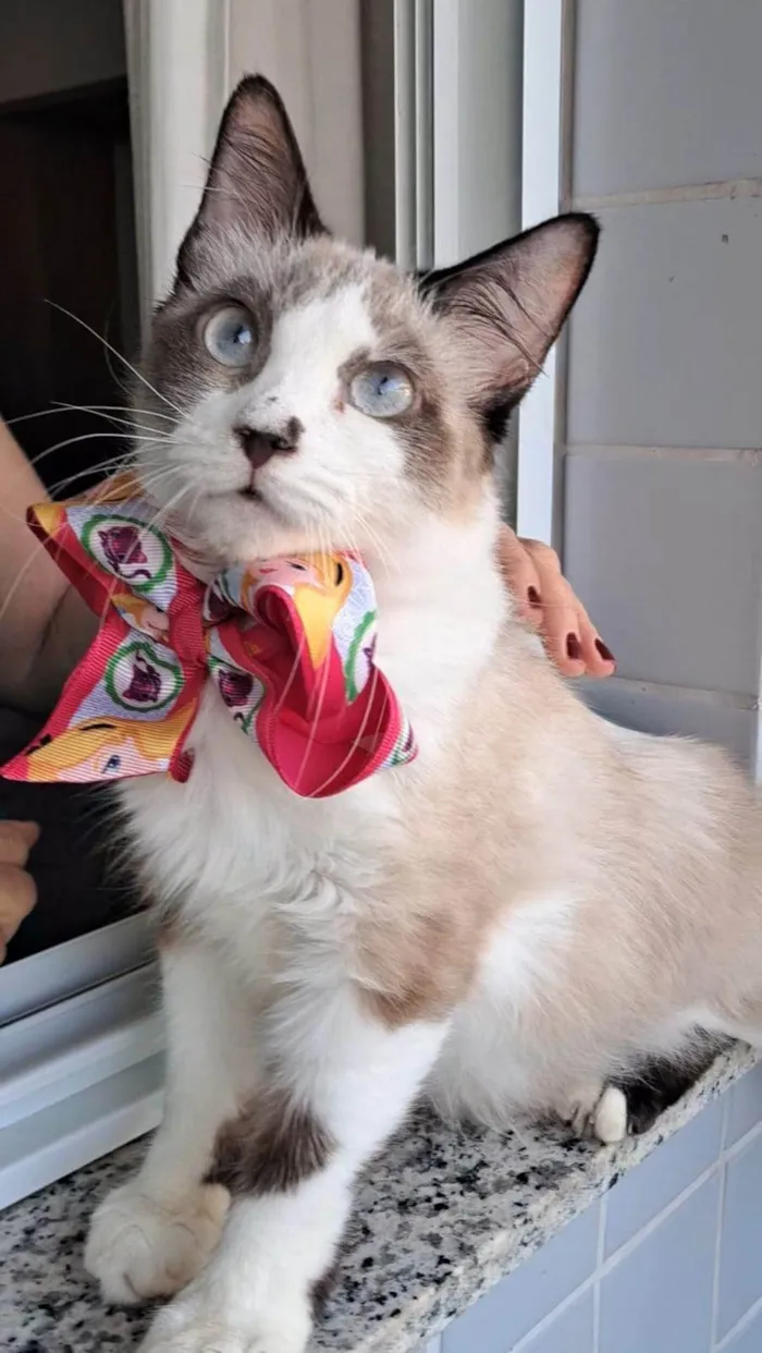 Gato ra a SRD-ViraLata idade 2 anos nome Cleo