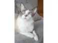 Cleo