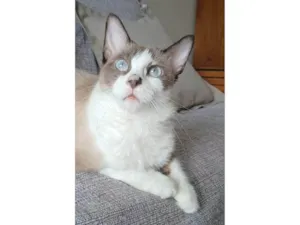 Gato raça SRD-ViraLata idade 2 anos nome Cleo