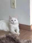 Marrye