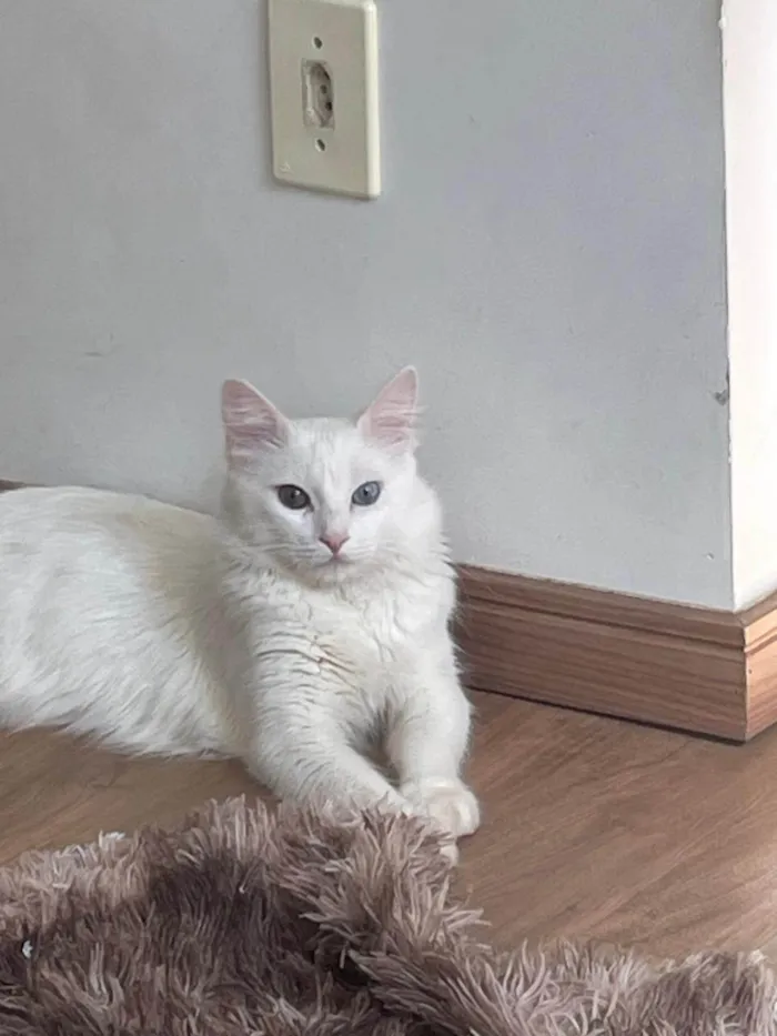 Gato ra a Angorá idade 2 anos nome Marrye