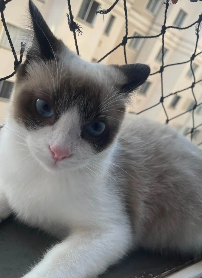 Gato ra a SRD-ViraLata idade 1 ano nome Jade 