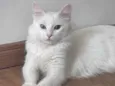 Marrye