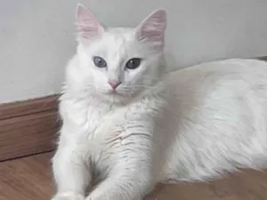 Gato raça Angorá idade 2 anos nome Marrye