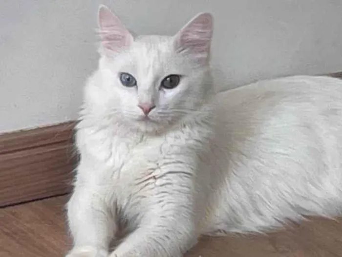 Gato ra a Angorá idade 2 anos nome Marrye