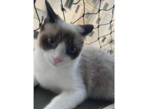 Gato raça SRD-ViraLata idade 1 ano nome Jade 