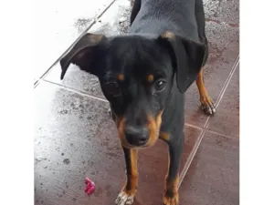 Cachorro raça SRD-ViraLata idade 1 ano nome Animal encontrado