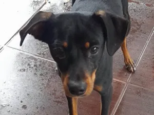 Cachorro raça SRD-ViraLata idade 1 ano nome Animal encontrado