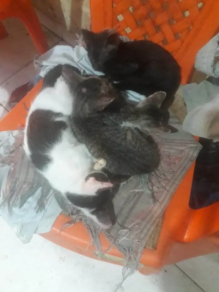 Gato ra a SRD-ViraLata idade 7 a 11 meses nome ainda não tem nome