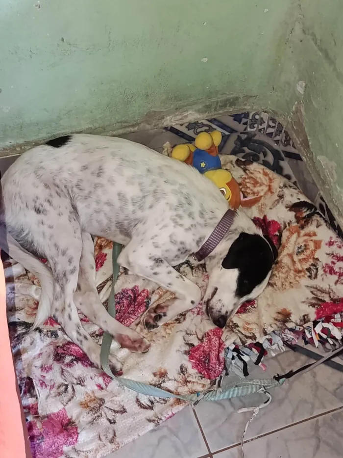 Cachorro ra a Dálmata idade 2 a 6 meses nome Pimenta