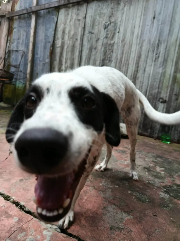 Cachorro ra a Dálmata idade 2 a 6 meses nome Pimenta