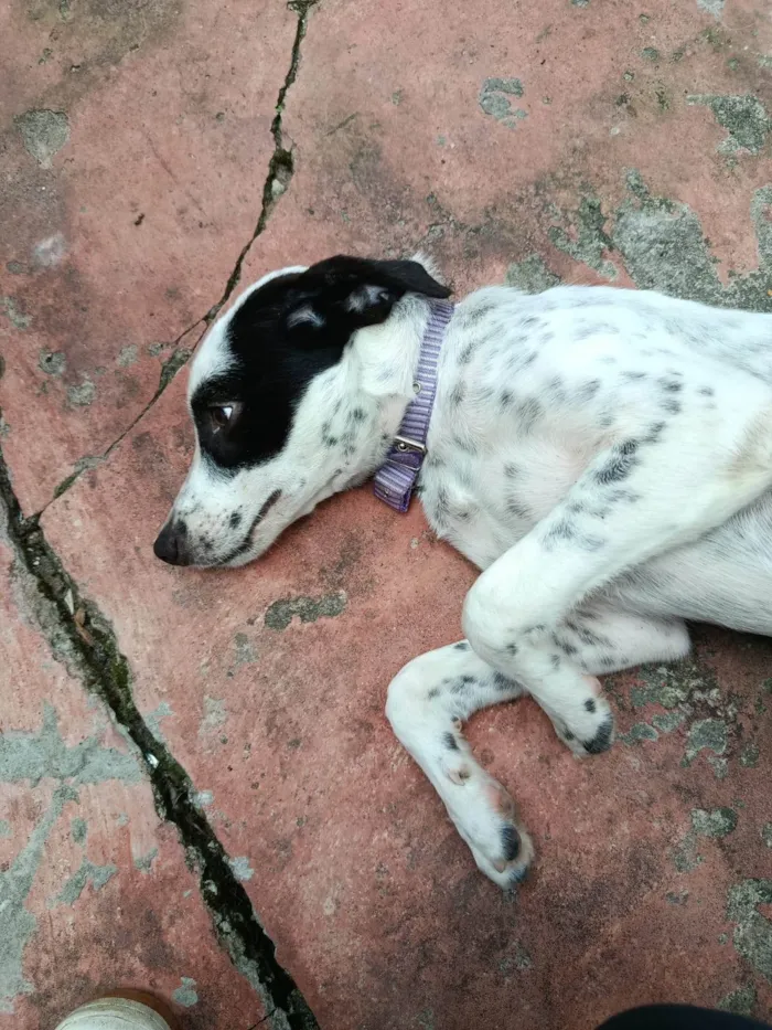 Cachorro ra a Dálmata idade 2 a 6 meses nome Pimenta