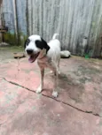 Pimenta