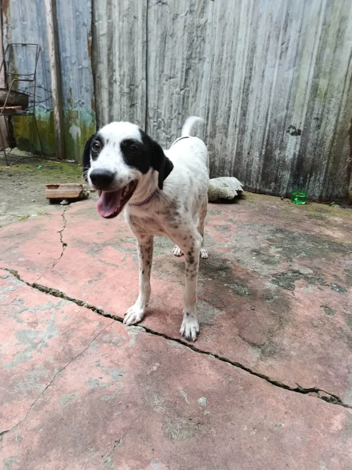 Cachorro ra a Dálmata idade 2 a 6 meses nome Pimenta