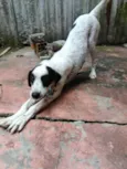 Pimenta