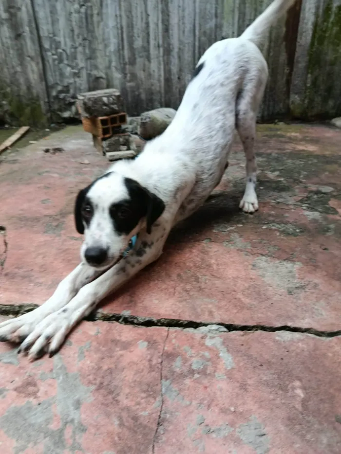 Cachorro ra a Dálmata idade 2 a 6 meses nome Pimenta