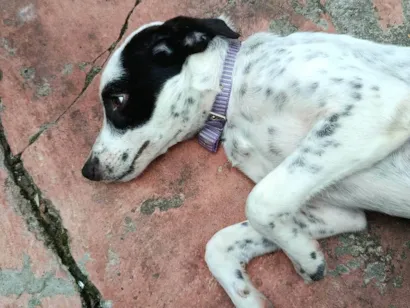 Cachorro raça Dálmata idade 2 a 6 meses nome Pimenta