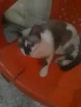 Lili