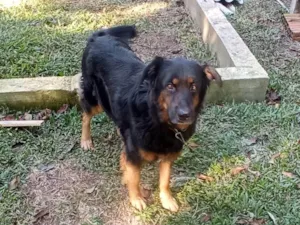 Cachorro raça SRD-ViraLata idade 5 anos nome Brenda