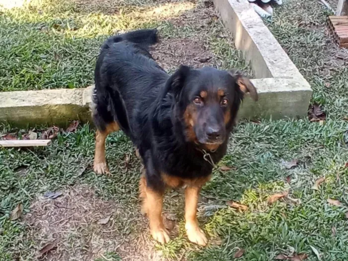 Cachorro ra a SRD-ViraLata idade 5 anos nome Brenda