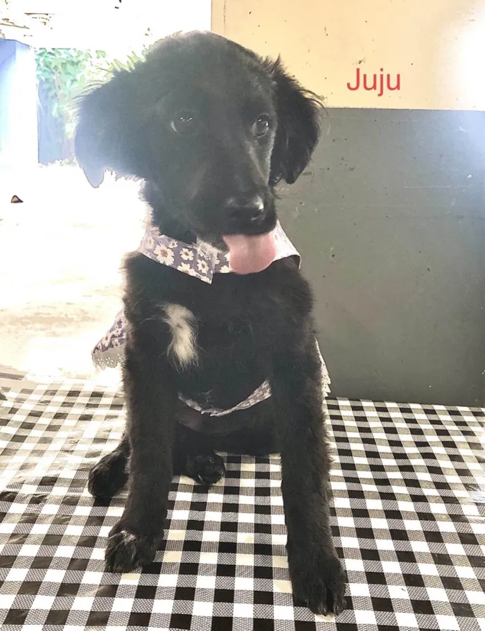 Cachorro ra a SRD-ViraLata idade 2 a 6 meses nome Juju
