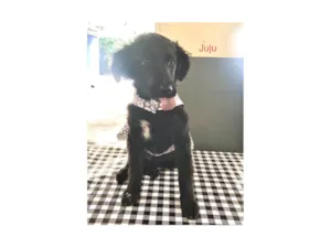 Cachorro raça SRD-ViraLata idade 2 a 6 meses nome Juju