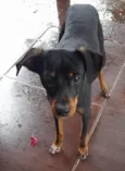 Cachorrinho encontrado no Jd. Eliza I