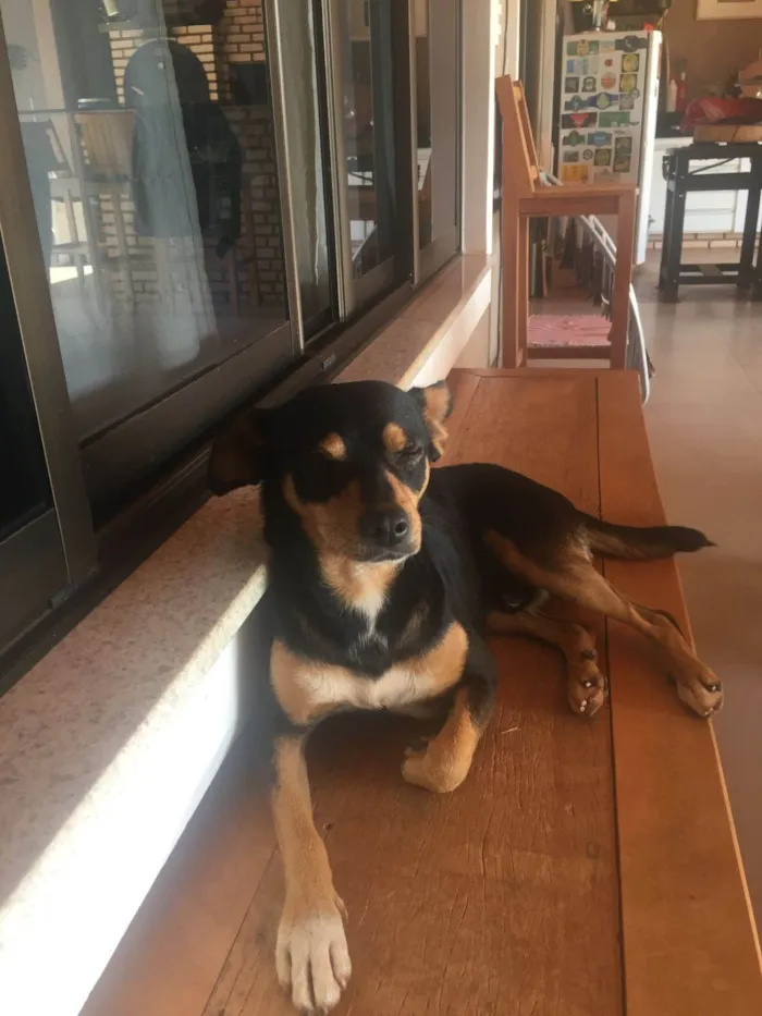 Cachorro ra a SRD-ViraLata idade 6 ou mais anos nome Juca