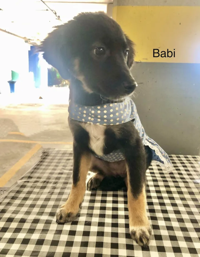 Cachorro ra a SRD-ViraLata idade 2 a 6 meses nome Babi