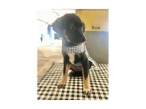 Cachorro raça SRD-ViraLata idade 2 a 6 meses nome Babi