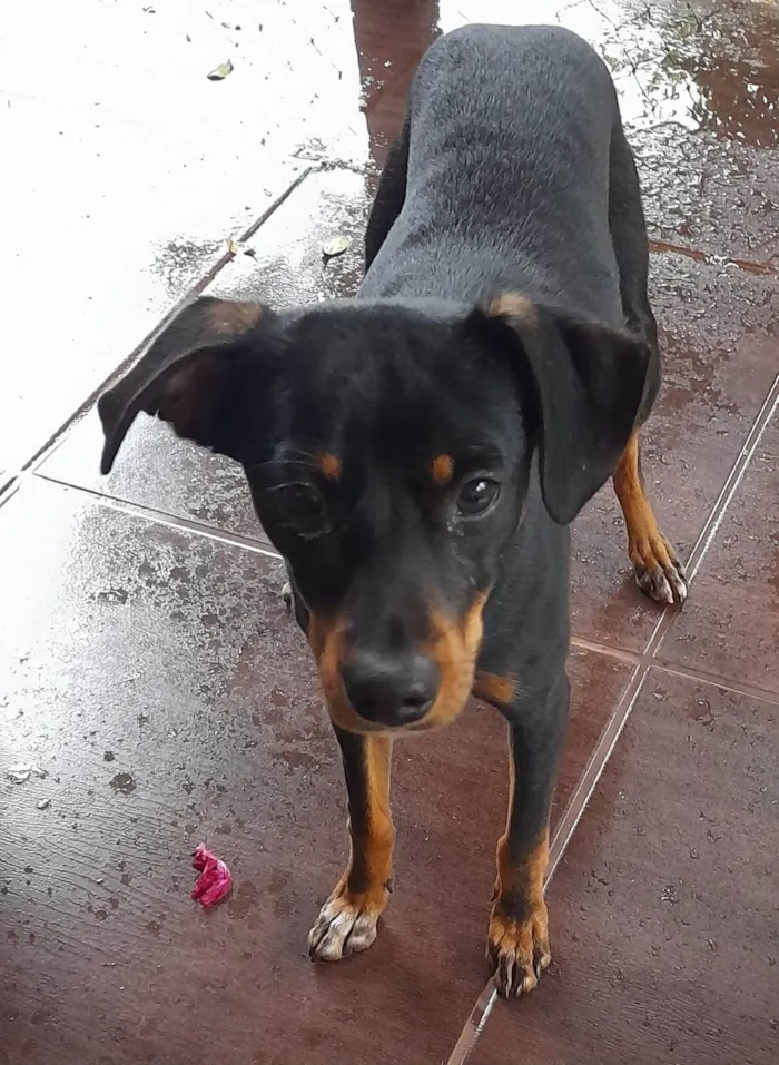 Cachorro ra a SRD-ViraLata idade 1 ano nome Pet encontrado no Jd. Eliza I