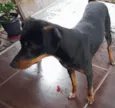 Pet encontrado no Jd. Eliza I