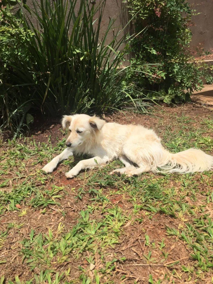 Cachorro ra a SRD-ViraLata idade 6 ou mais anos nome Mixirica
