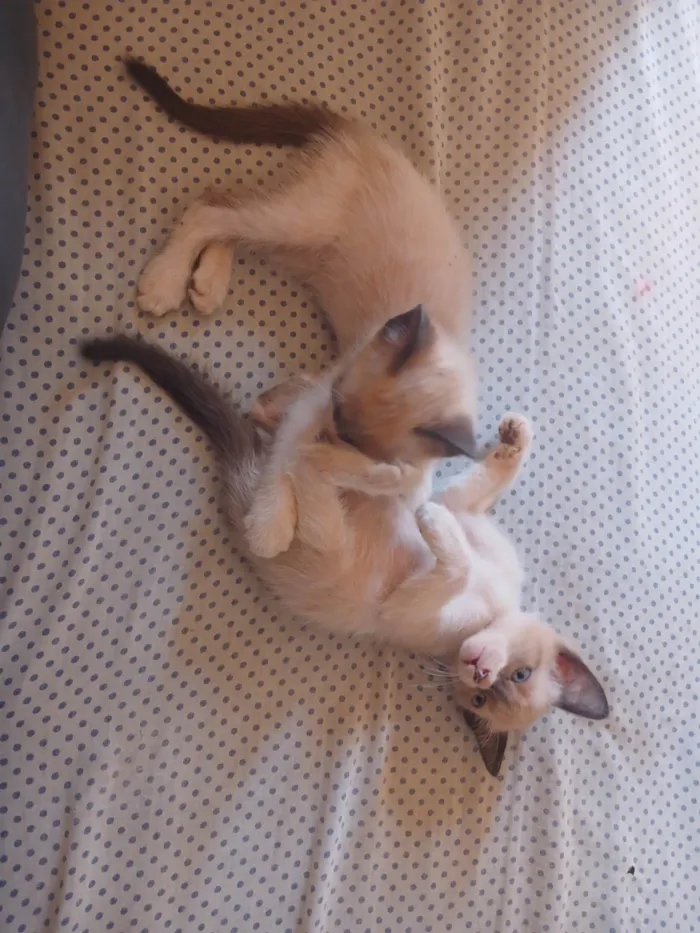 Gato ra a SRD-ViraLata idade 2 a 6 meses nome ainda nao tem