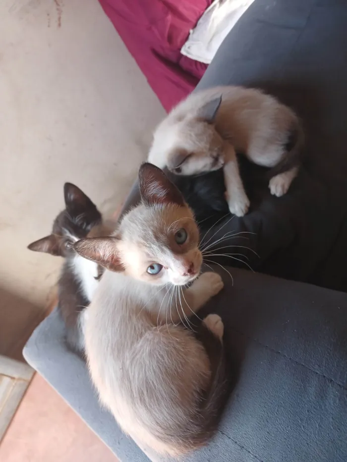 Gato ra a SRD-ViraLata idade 2 a 6 meses nome ainda nao tem