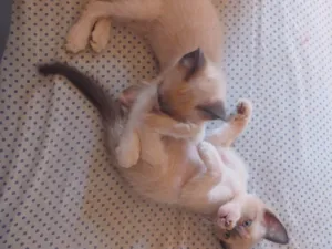 Gato raça SRD-ViraLata idade 2 a 6 meses nome ainda nao tem