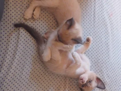 Gato raça SRD-ViraLata idade 2 a 6 meses nome ainda nao tem